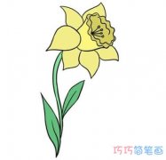 彩色水仙花简笔画怎么画带步骤图简单漂亮