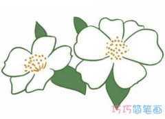 山茶花的画法步骤图带颜色 山茶花简笔画图片