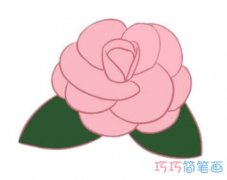 漂亮山茶花怎么画涂颜色 山茶花简笔画图片