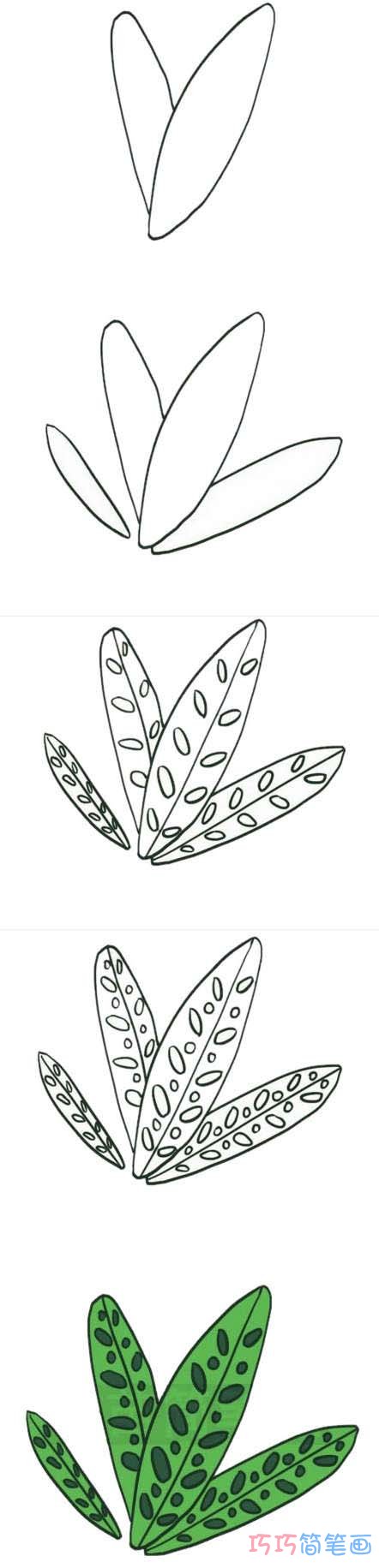 竹芋叶子的画法步骤图带颜色 竹芋简笔画图片