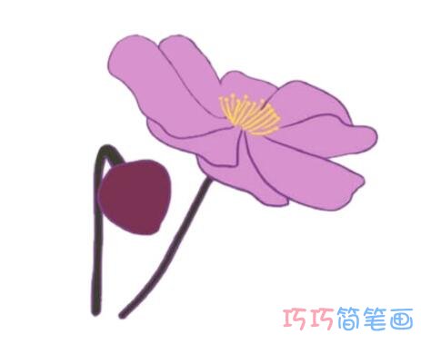 漂亮银莲花怎么画涂颜色 银莲花简笔画图片