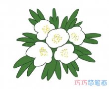 简笔画银莲花的画法步骤图带颜色简单漂亮