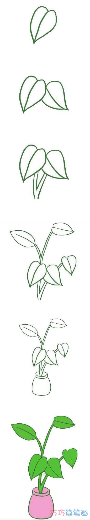 绿萝植物的画法步骤图带颜色 绿萝简笔画图片