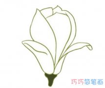 简笔画玉兰花怎么画涂颜色简单漂亮