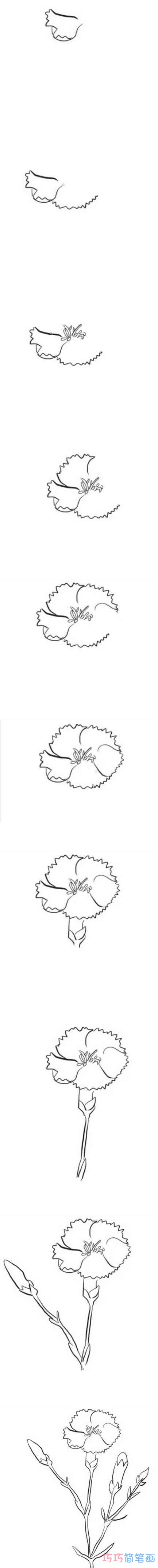 母亲节康乃馨的画法步骤图涂色 康乃馨简笔画图片