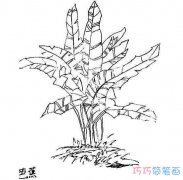  芭蕉树素描怎么画简单漂亮 芭蕉树简笔画图片