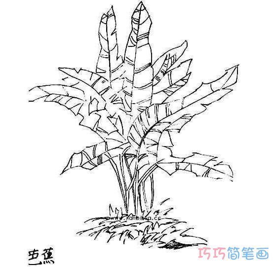  芭蕉树素描怎么画简单漂亮 芭蕉树简笔画图片