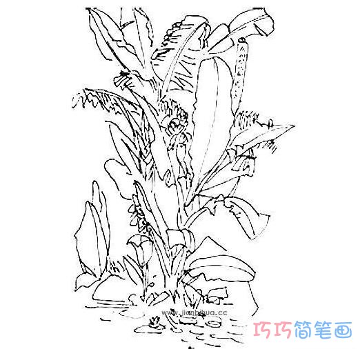  芭蕉树素描怎么画简单漂亮 芭蕉树简笔画图片