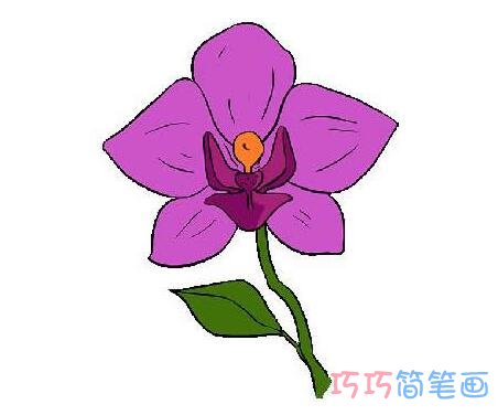 一步一步教你画彩色兰花简笔画怎么画