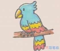 彩色鹦鹉怎么画带步骤图 鹦鹉简笔画图片