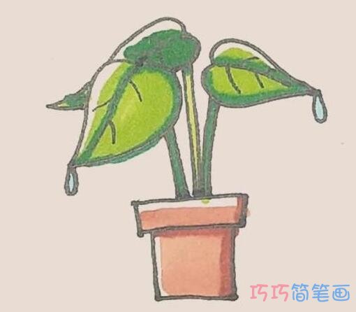 滴水观音盆栽简笔画