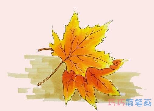  枫树叶简笔画画法步骤教程涂颜色