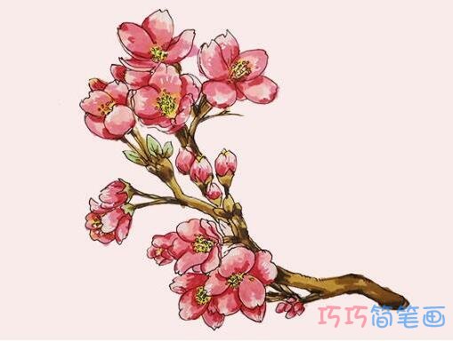 漂亮樱花简笔画画法步骤教程涂颜色