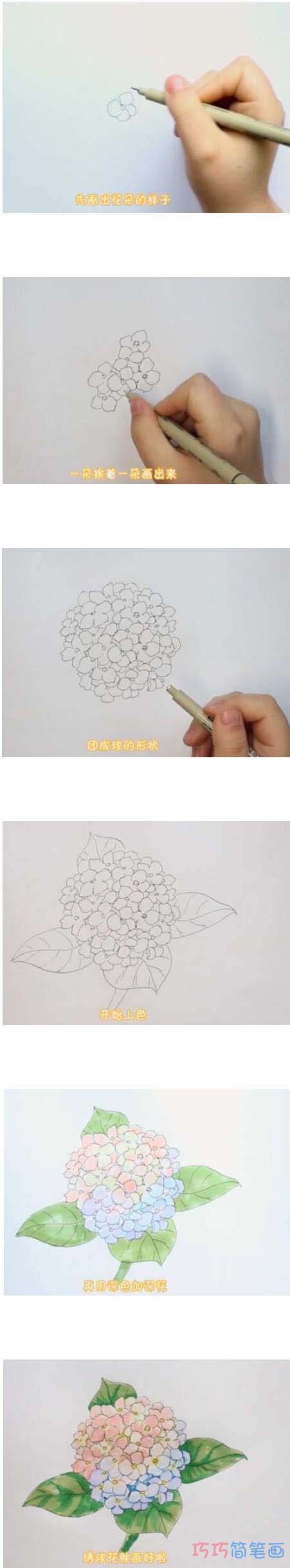 漂亮绣球花简笔画画法步骤教程涂颜色
