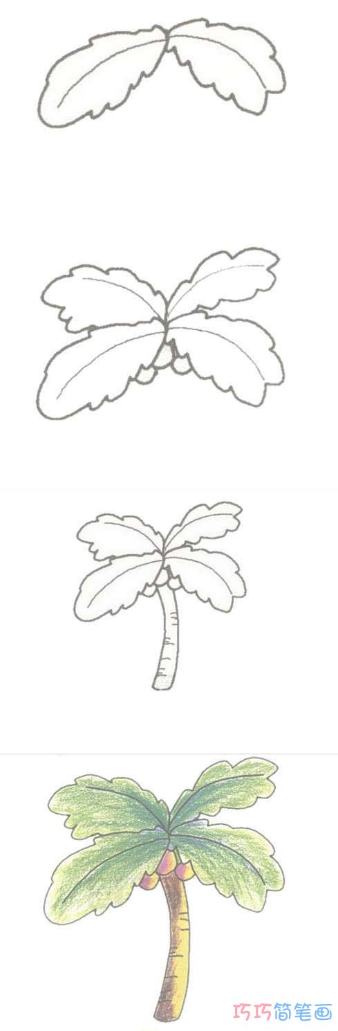 手绘椰子树简笔画画法步骤教程涂颜色