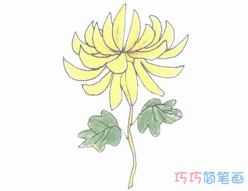 手绘菊花简笔画画法步骤教程彩色漂亮