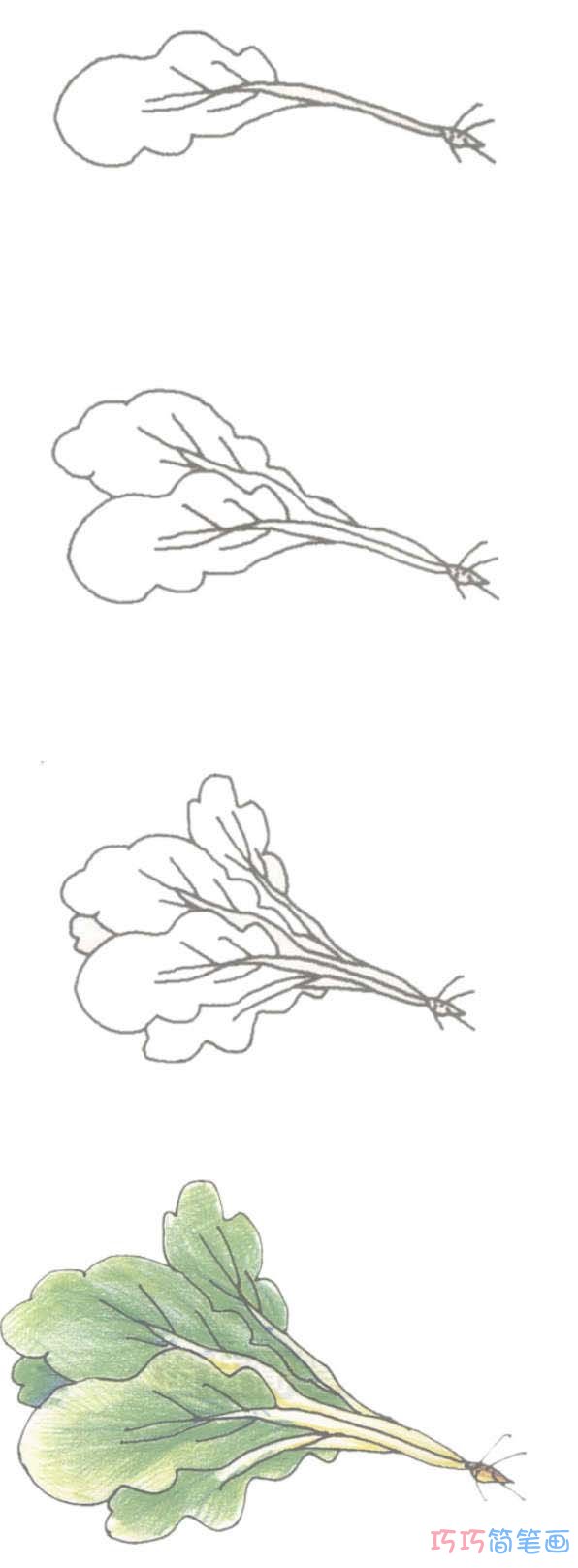 手绘简单青菜的画法详细步骤图带颜色