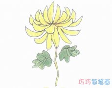 手绘菊花简笔画怎么画简单好看带步骤