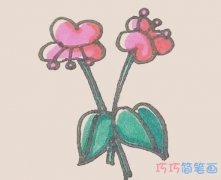 儿童彩色蝴蝶兰简笔画画法步骤图手绘简单漂亮