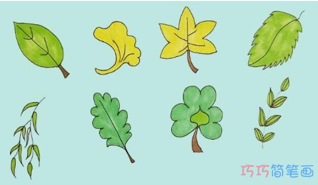 八种树叶的画法步骤简笔画教程简单漂亮涂色