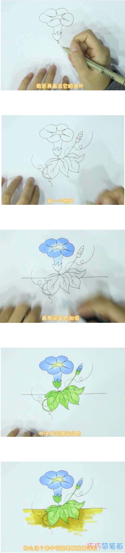 教你一步一步手绘牵牛花简笔画涂色简单漂亮