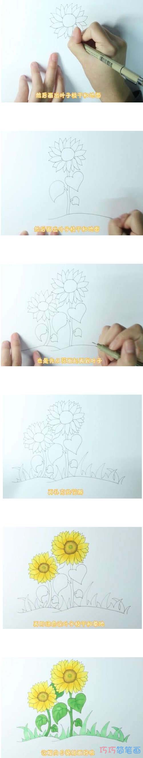 教你一步一步手绘向日葵简笔画彩色简单漂亮