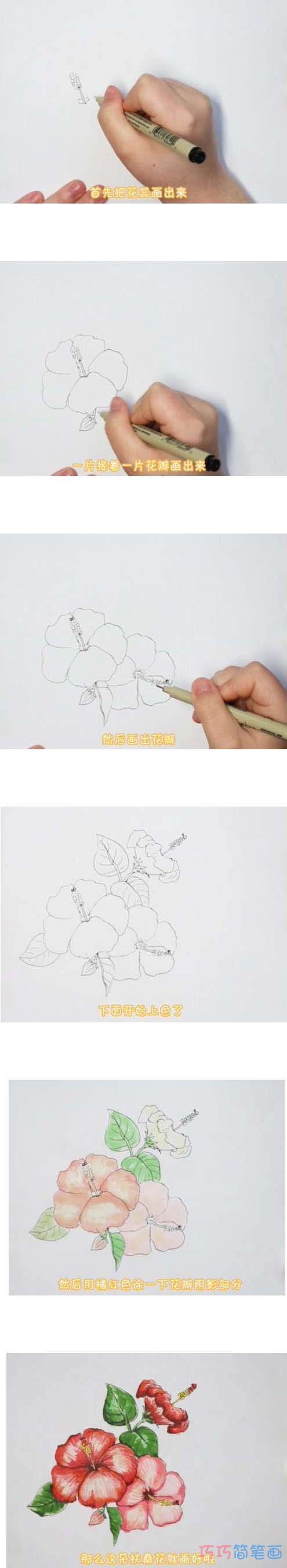 教你一步一步画扶桑花简笔画涂色简单漂亮
