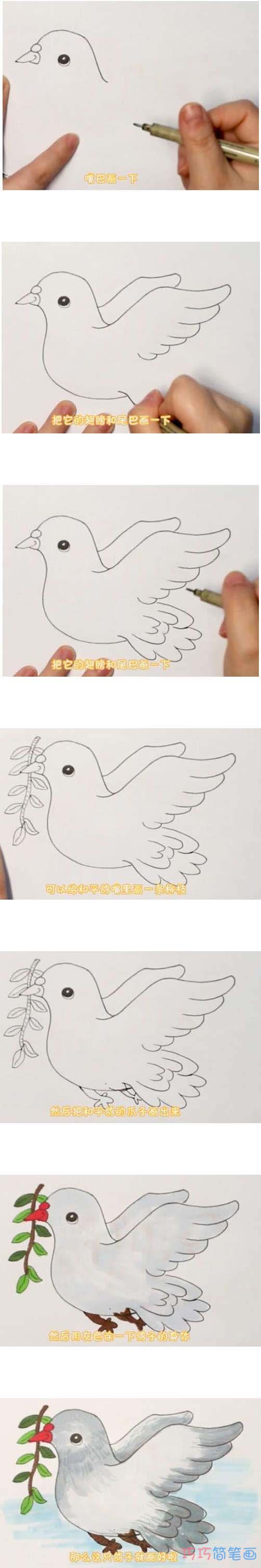 教你一步一步手绘和平鸽简笔画涂色简单漂亮