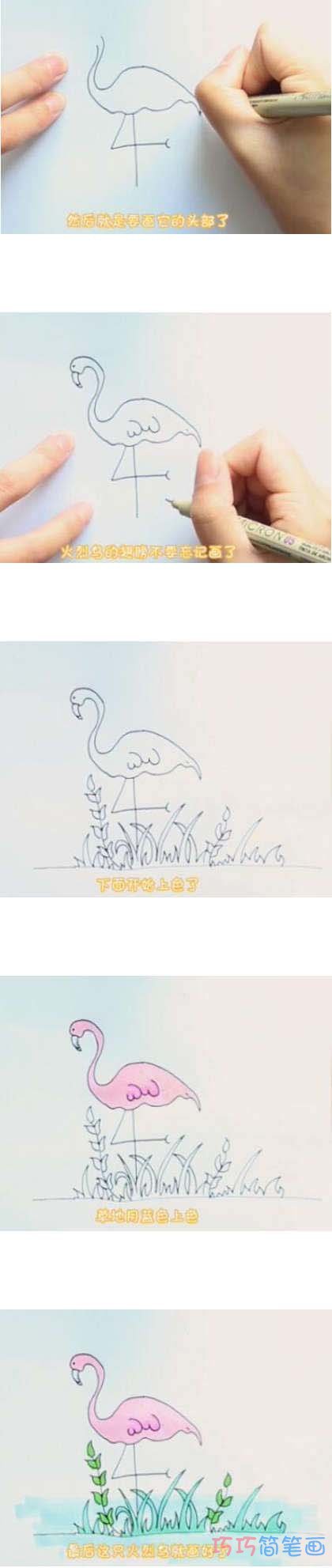 教你怎么画火烈鸟简笔画步骤教程涂色