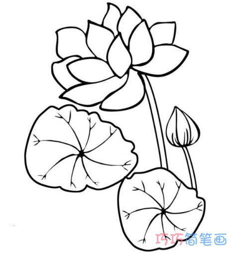 怎么绘画荷花的画法简笔画教程