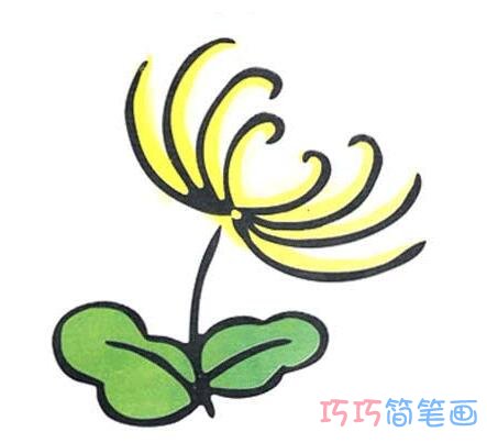 教你怎么画彩色菊花简笔画教程简单