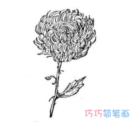 儿童简笔画手绘菊花的画法教程简单漂亮