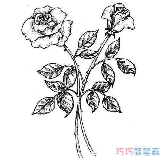 教你怎么绘画玫瑰花简笔画教程简单漂亮