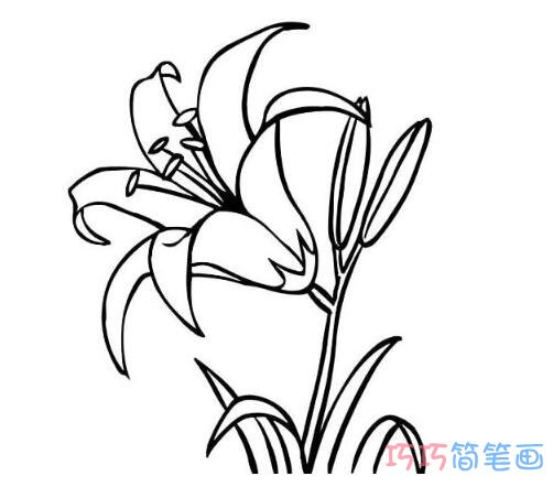 教你怎么绘画百合花简笔画教程简单漂亮