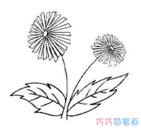 教你怎么画雏菊简笔画教程简单好看