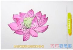 教你怎么画荷花简笔画步骤教程涂颜色