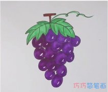 教你怎么画葡萄简笔画步骤教程涂色