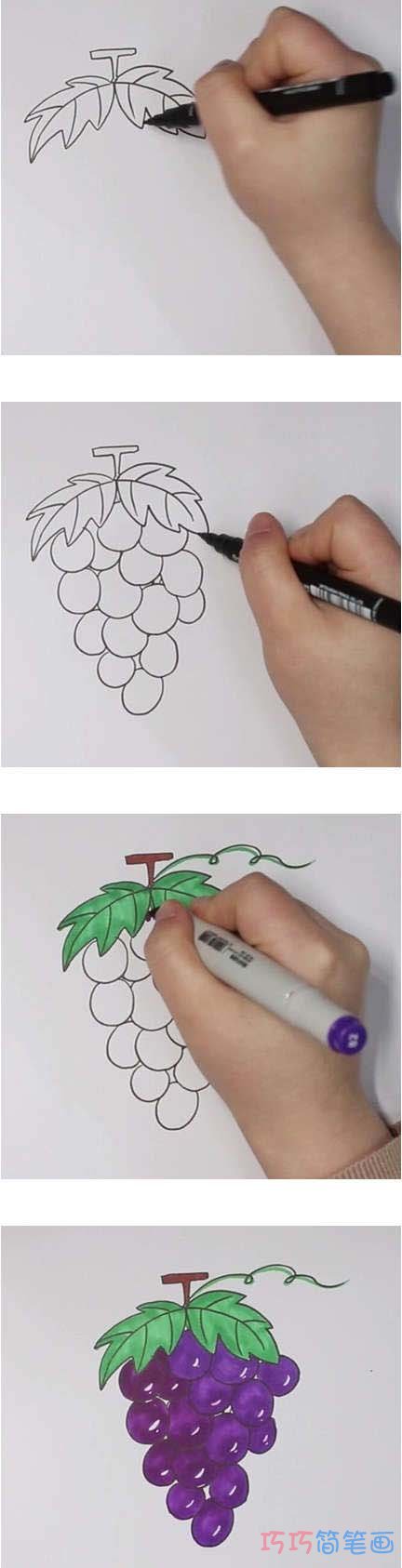 教你怎么画葡萄简笔画步骤教程涂色