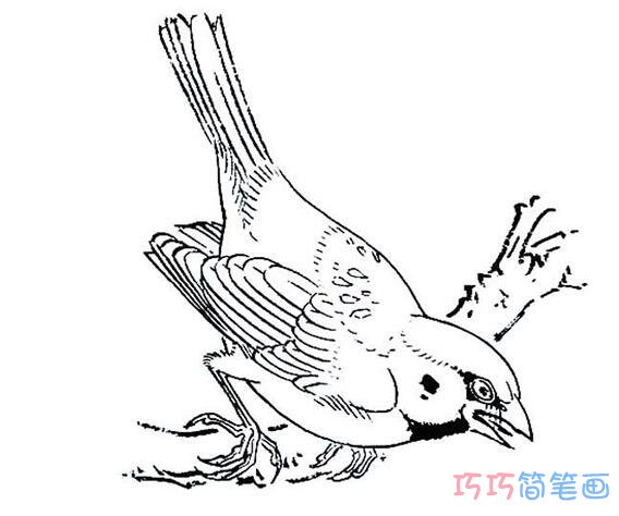 小麻雀素描的画法教程怎么画麻雀简笔画