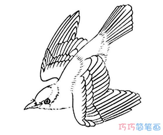 怎么画飞翔的黄鹂鸟简笔画教程简单好看