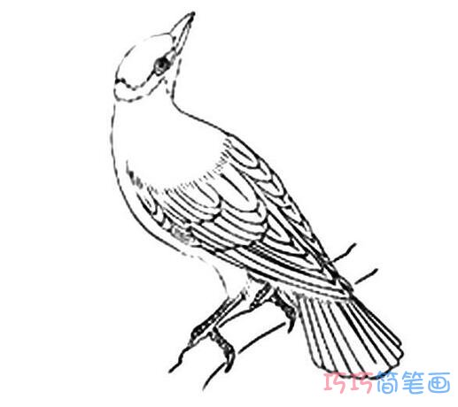 怎么画飞翔的黄鹂鸟简笔画教程简单好看