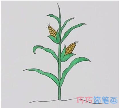 手绘一棵玉米简笔画怎么画涂色简单好看