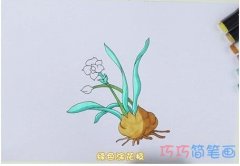 手绘水仙花简笔画怎么画涂色简单漂亮