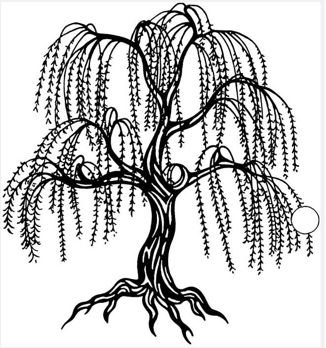 春天的垂柳树简笔画怎么画素描简单漂亮