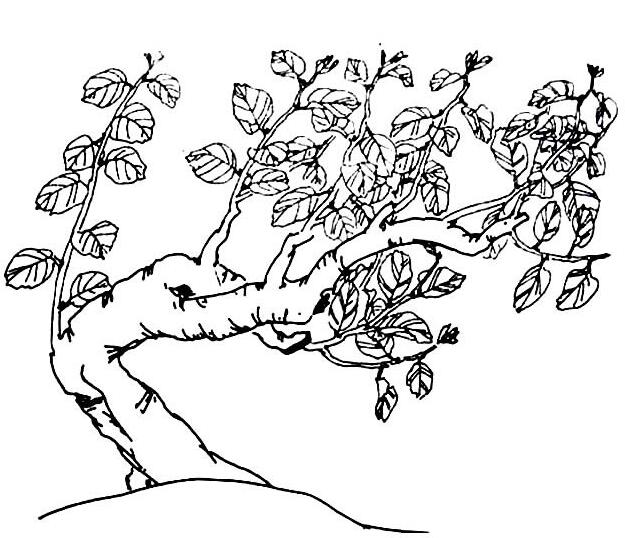 桂花树的简笔画怎么画简单好看