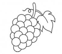 葡萄简笔画图片 葡萄的画法图解教程