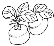 柿子简笔画图片怎么画 柿子的画法教程