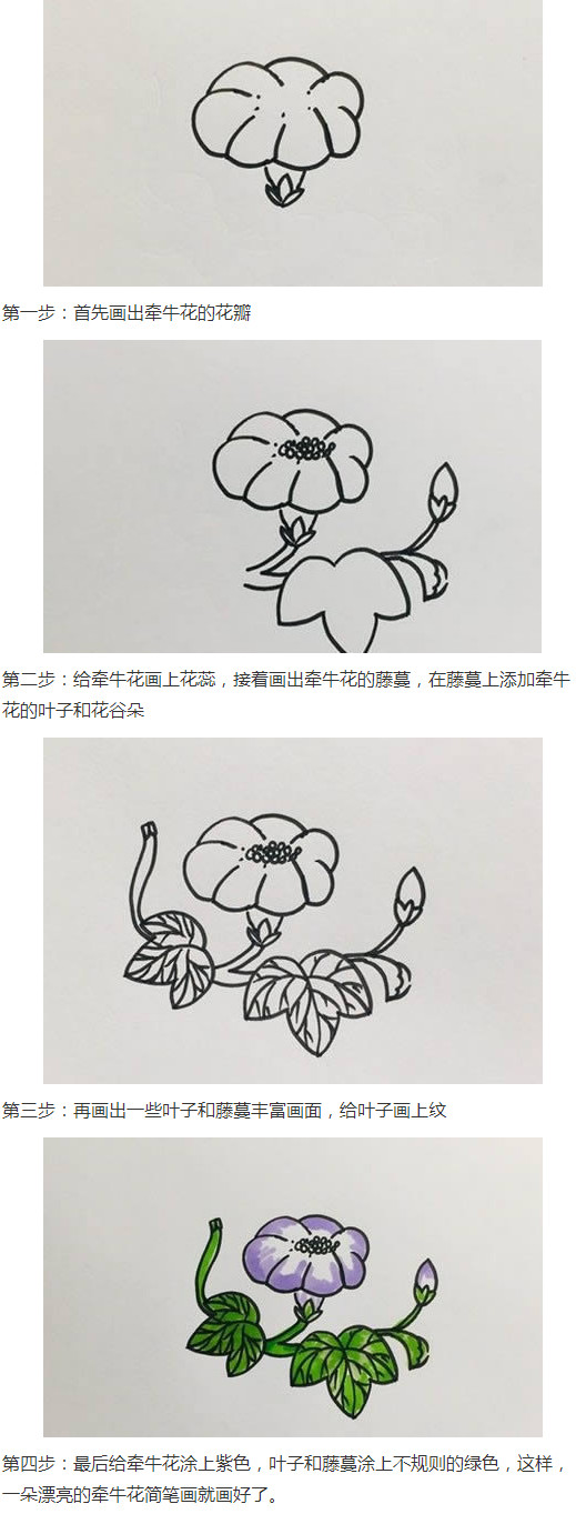 牵牛花的画法步骤图简单又漂亮