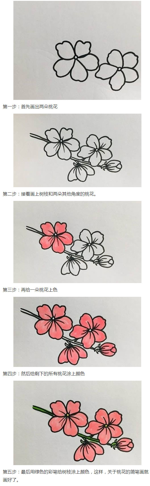 桃花的画法步骤涂颜色简单又漂亮