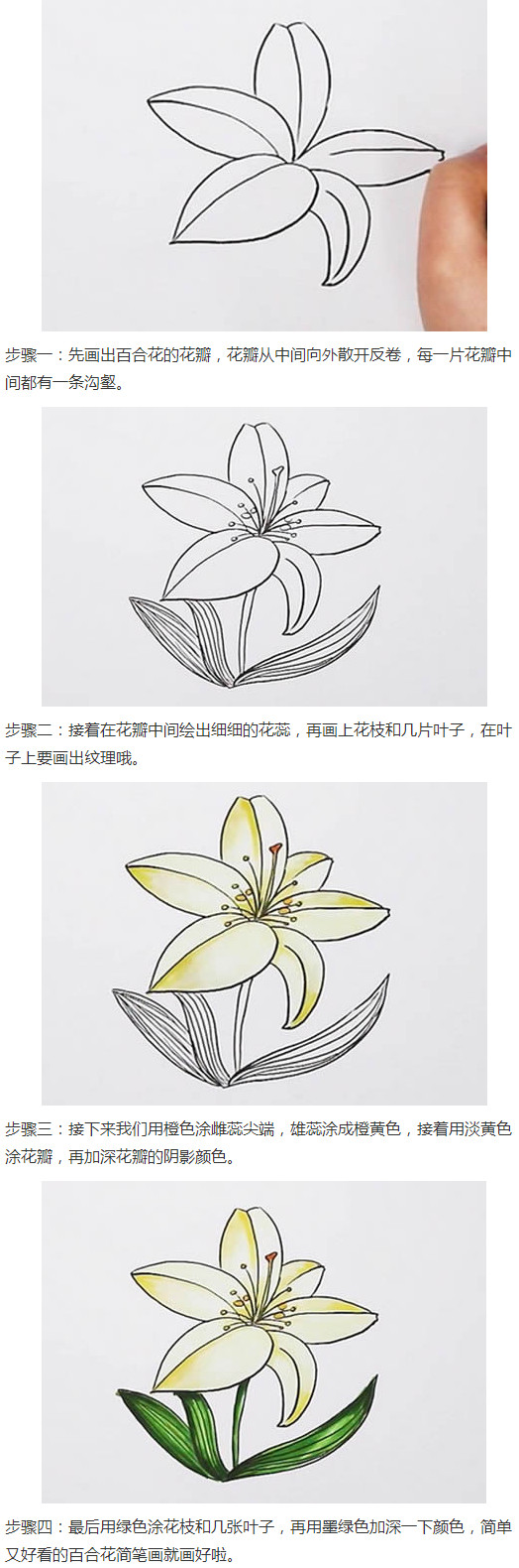 百合花的画法步骤涂色简单又漂亮